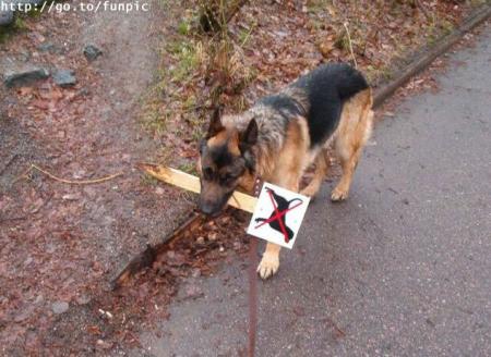 Interdit aux chiens ... et quoi encore ??