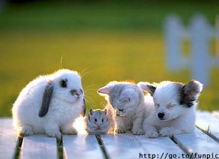 Amis pour toujours ???