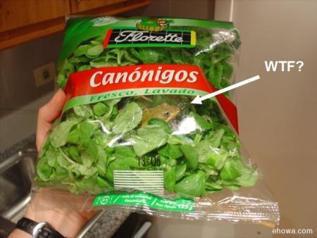 Salade fraîche ................... et bio ?????????????